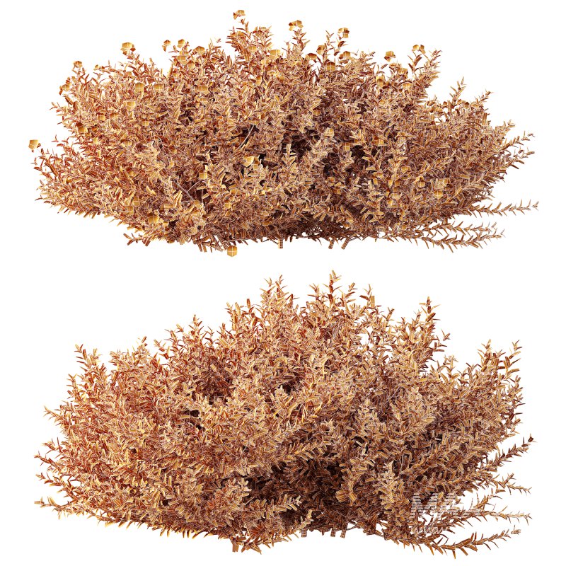 AV Gray Box Westringia Fruticosa Coastal Rosemary Flower - Image 7