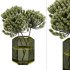 Pampas in Vase - Thumbnail 1