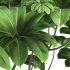 indoor plant 010 - Thumbnail 5