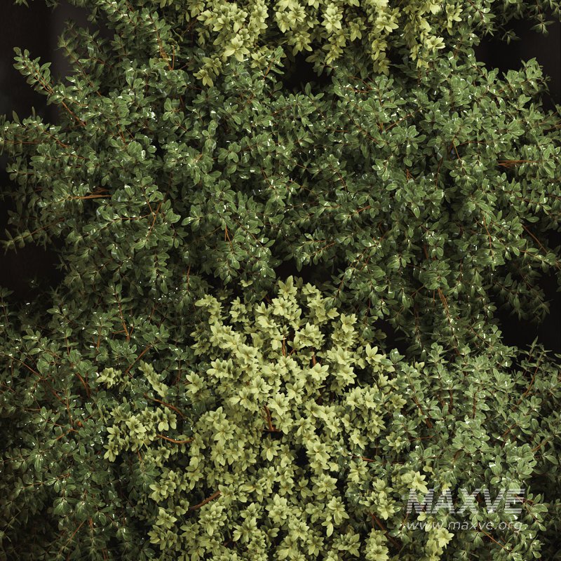 Vertical Garden - Image 6