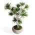 Indoor Plant Dracaena - Thumbnail 5