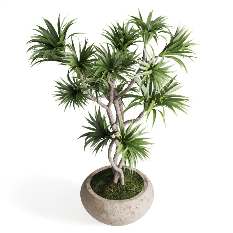 Indoor Plant Dracaena - Image 5