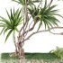 Indoor_Plant_Yucca_Set_12 - Thumbnail 1