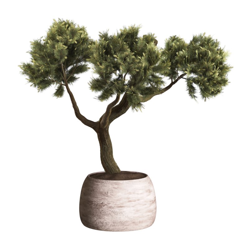 Topiary Ball in Pot Collection 012 - Image 3