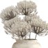 Minimal Pampas Bouquet in Vase - Thumbnail 3