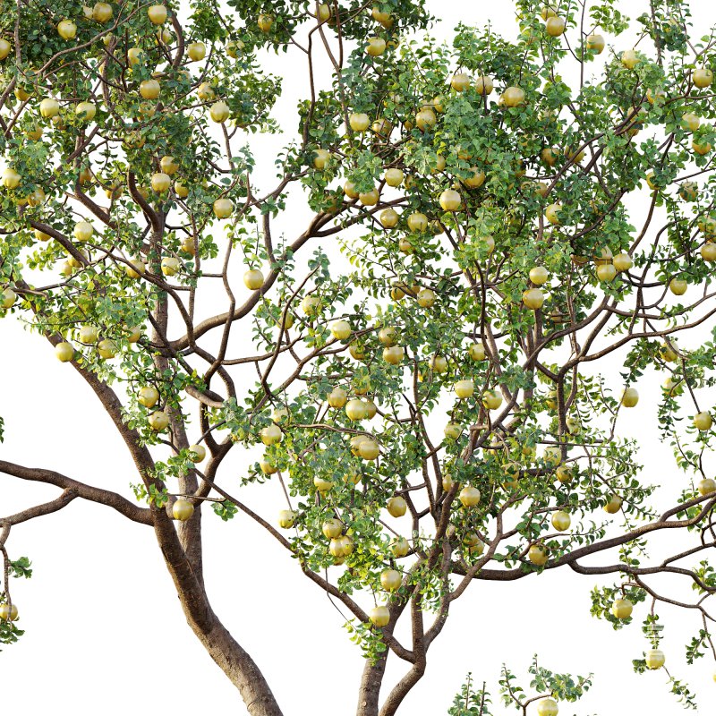 AV Fruit Trees Malus Pumila Apple Yellow and Citrus Sinensis Orange Arancio - Image 2