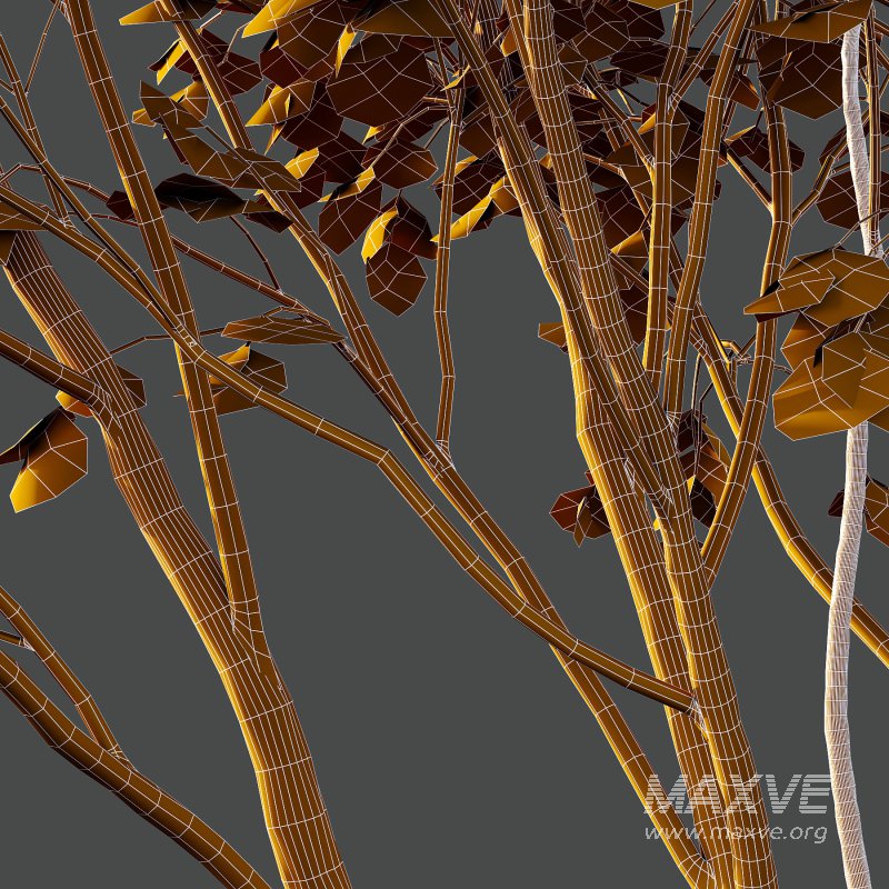 Different Trees 35 - Image 3