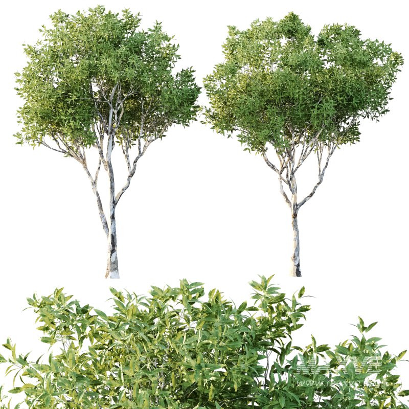 Different Trees 29 - Image 7