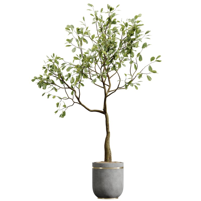 AV Indoor Plants Set 296 Japandi Ficus Dracaena Marginata and Areca Cat Reed Palm - Image 2