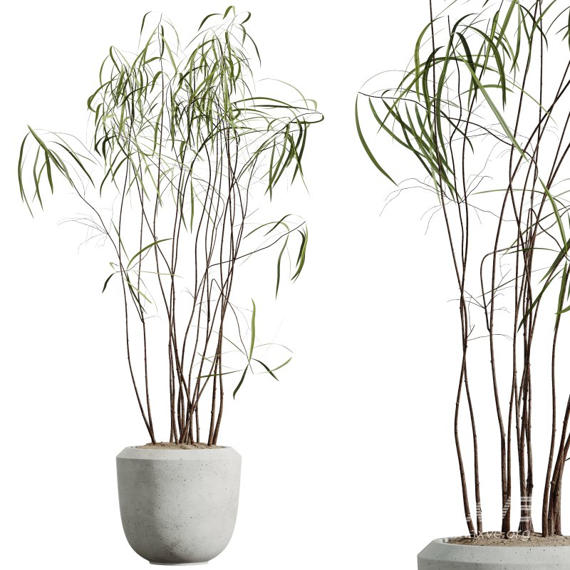 AV Indoor Plants Set 288 Fruit Lemon Tree and Banana Nicolai and Ficus Dracaena Marginata and Olive - Image 1