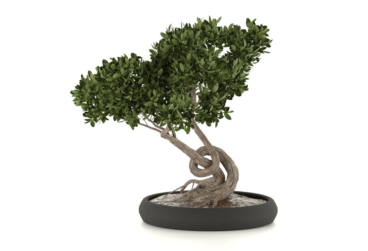 bonsai in concrete pot - Image 3