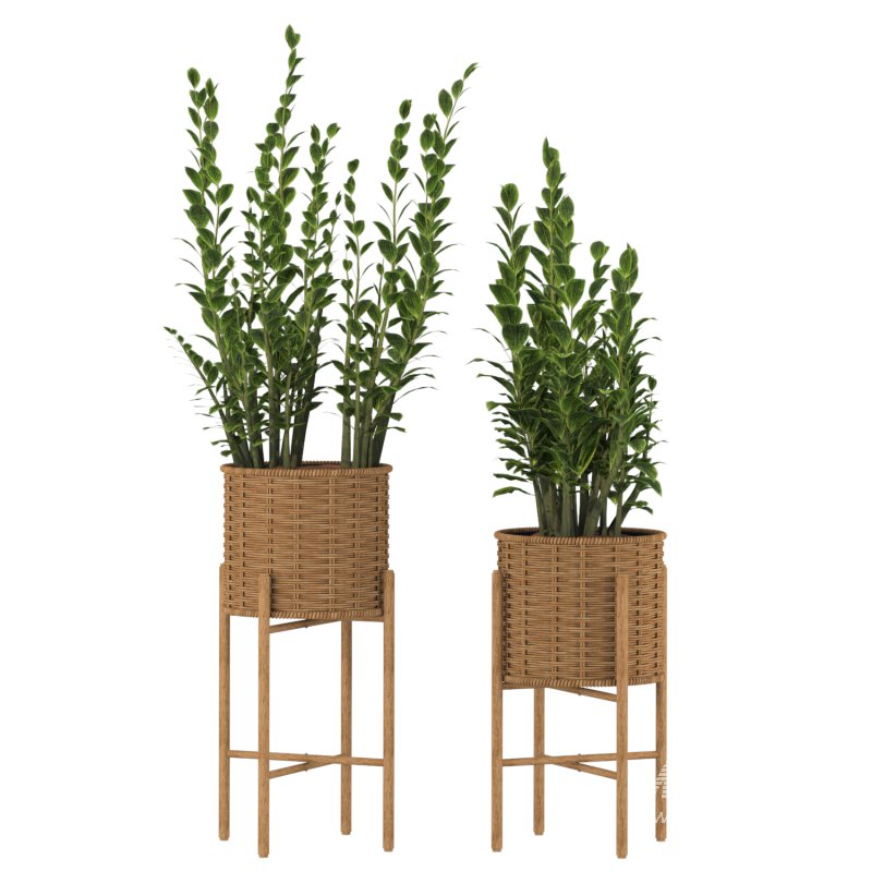 Zamioculcas Wicker Pot - Image 1