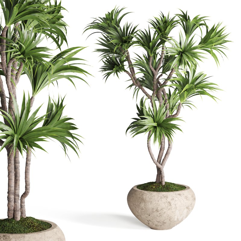 Indoor Plant Dracaena - Image 2