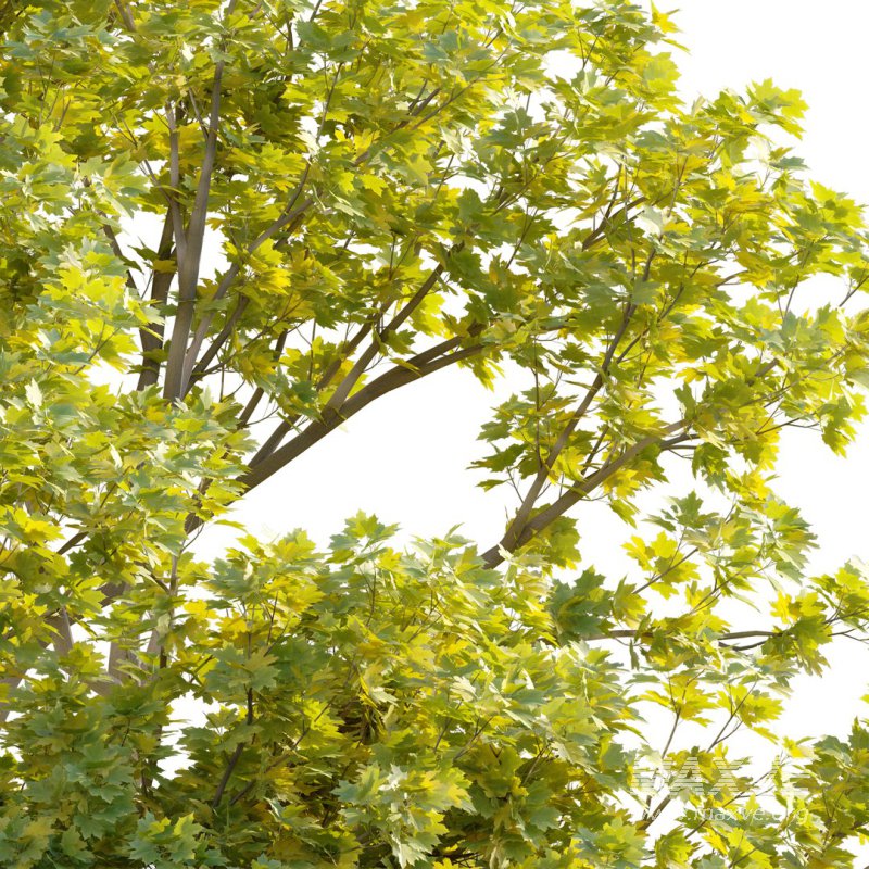 Acer platanoides – Norway Maple 01 - Image 4