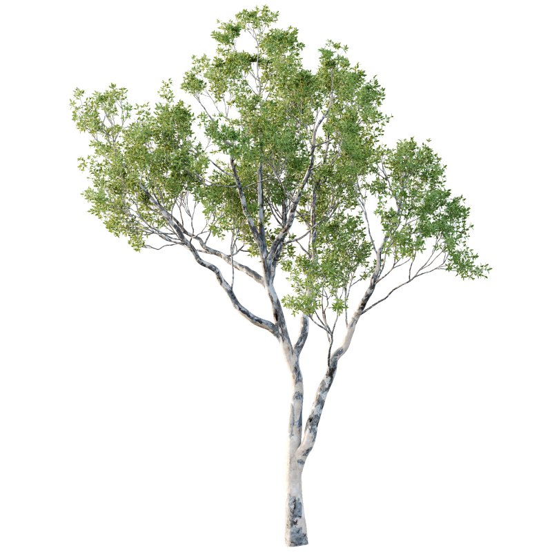 Different Trees 24 - Image 6