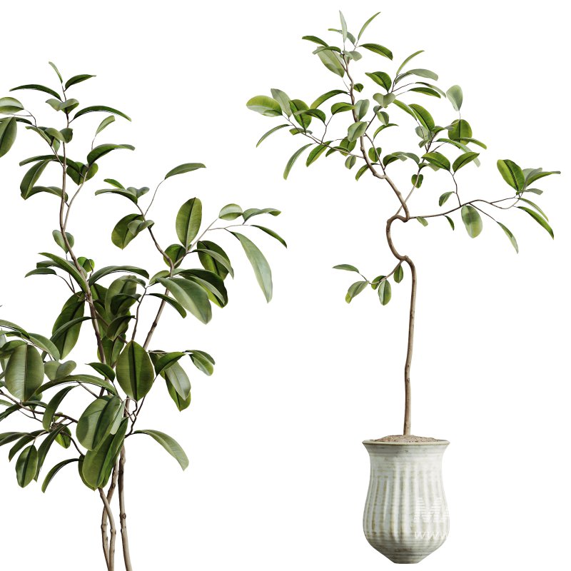 AV Indoor Plants Set 307 Mission Olive and Japandi Ficus Dracaena Marginata - Image 3