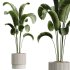 AV Indoor Plants Set 291Ficus Marginata and Banana Nicolai and Yucca Palm - Thumbnail 3