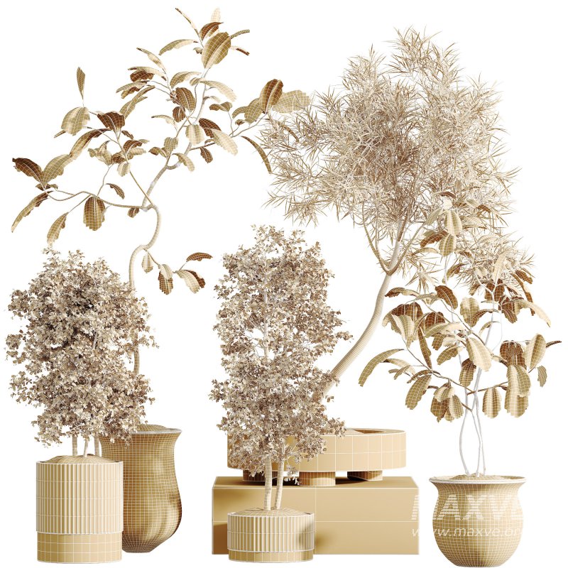 AV Indoor Plants Set 307 Mission Olive and Japandi Ficus Dracaena Marginata - Image 9