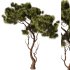 Pine tree Set34 - Thumbnail 4