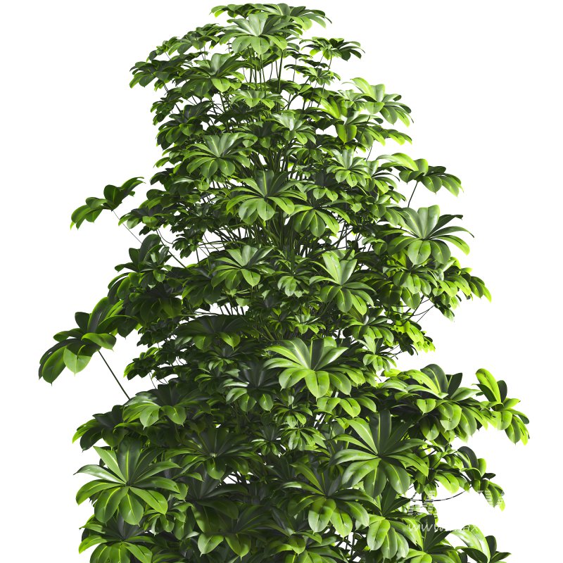 Indoor Plant 011 - Image 5