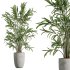 indoor plant set - Thumbnail 6