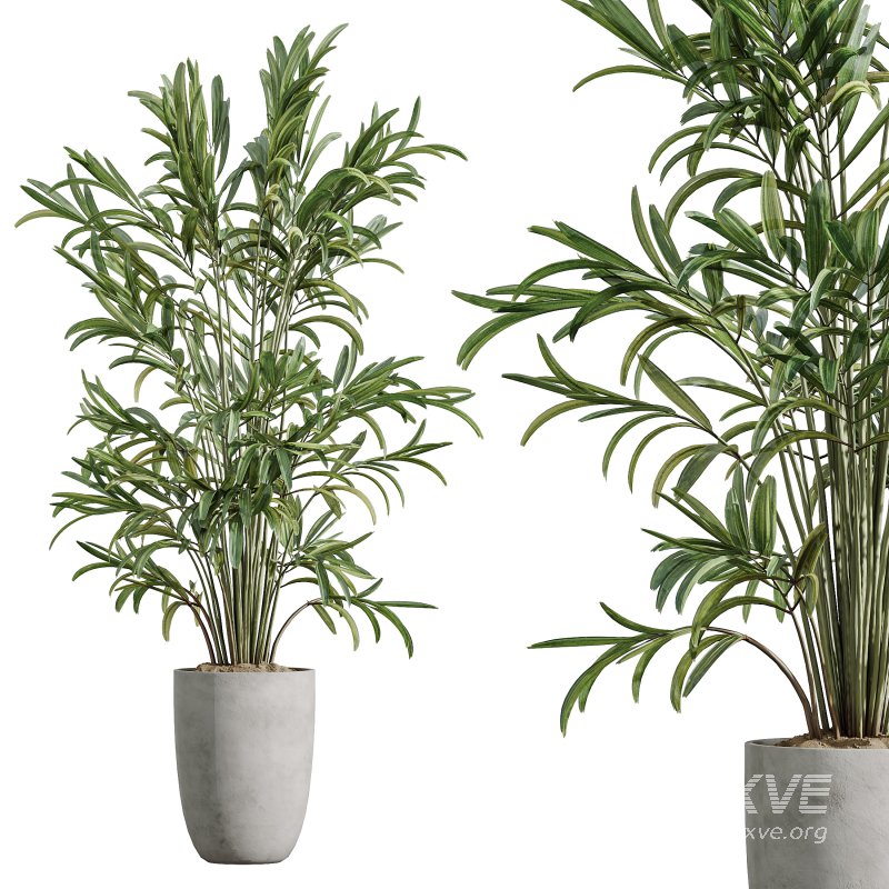 indoor plant set - Image 6