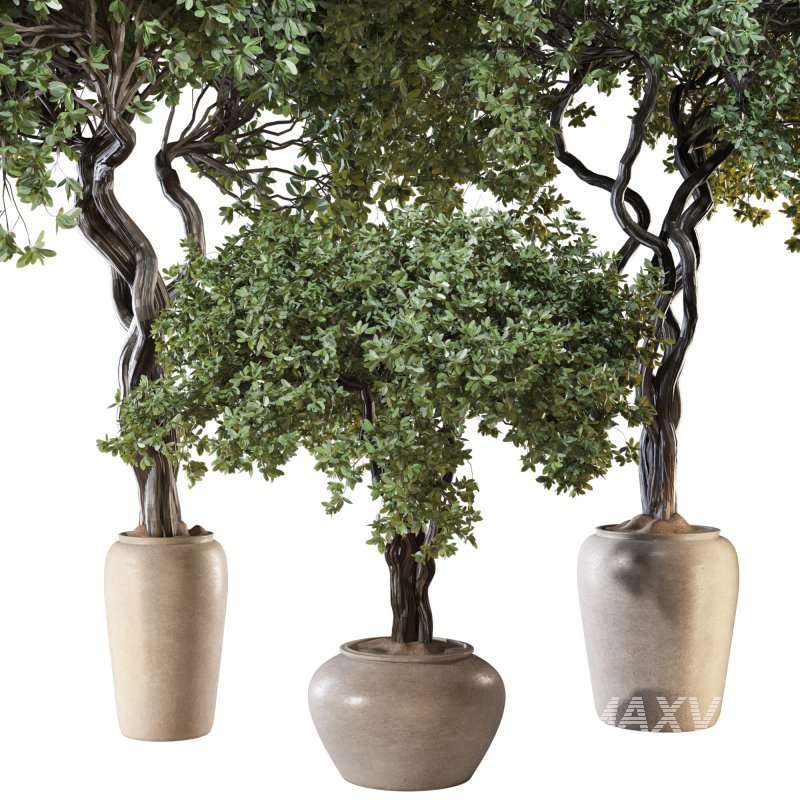 Indoor Plant Set 04 - Image 2