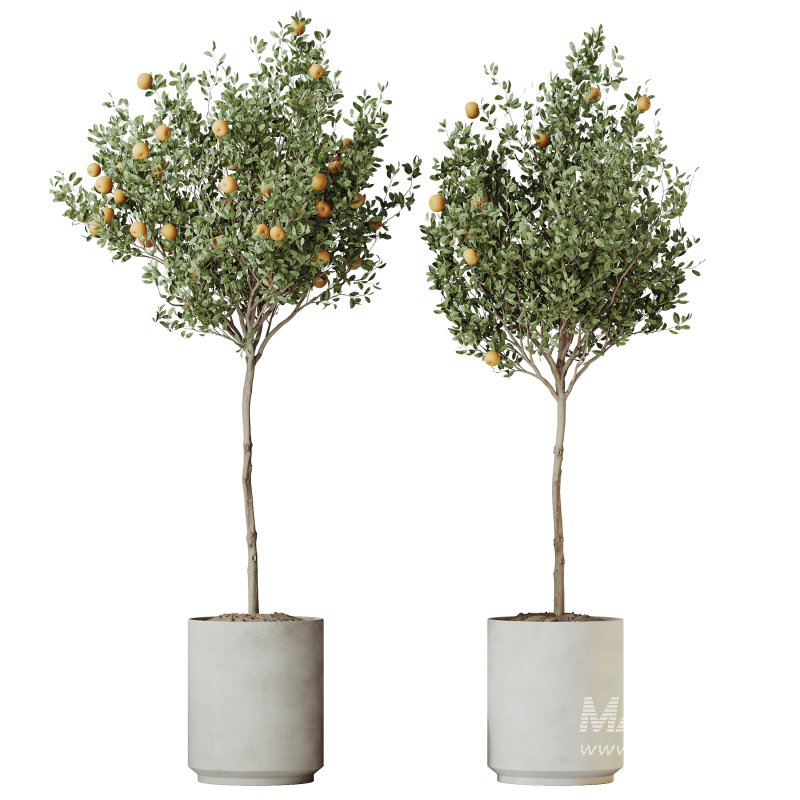 Indoor plant - Image 2