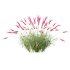 plant Grass Flower Lavandula pedunculata 03 - Thumbnail 4