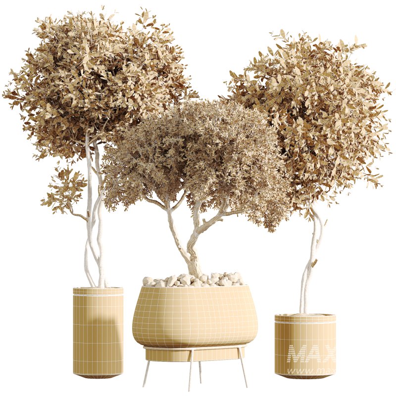 AV Indoor Plants Set 302 Mission Kalamata Leccino Arbequina Wilsonii olive - Image 4