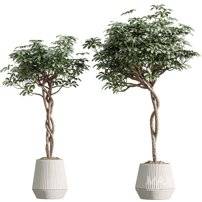 AV Indoor Plants Set 301 Zamiifolia and Schefflera Umbrella and Ficus Microcarpa - Image 3