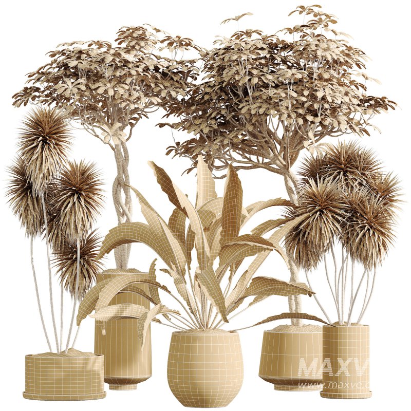 ntal appeal. Schefflera Arboricola, the Umbrella Tree, is admired for its lush, rounded clusters of glossy leaves and elegant branching form. Yucca Elephantipes Gigantea adds architectural strength with its tall, upright stems crowned by spiky green rosettes. Completing the set, Spathiphyllum Wallisii ‘Bellini’ Peace Lily Domino showcases elongated, deep green leaves with elegant variegation, a timeless favorite for indoor environments. Together, these plants create a balanced composition of tropical vibrancy and refined greenery, ideal for modern interiors and architectural visualization. - Image 9