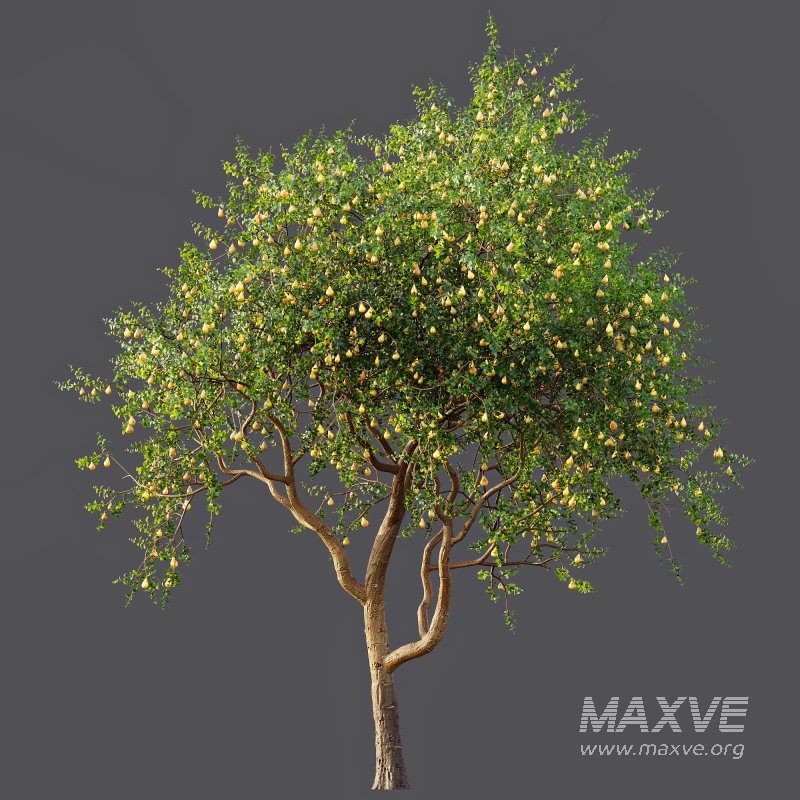 ntal presence. - Image 6