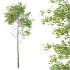 fagus sylvatica Tree 01 - Thumbnail 5