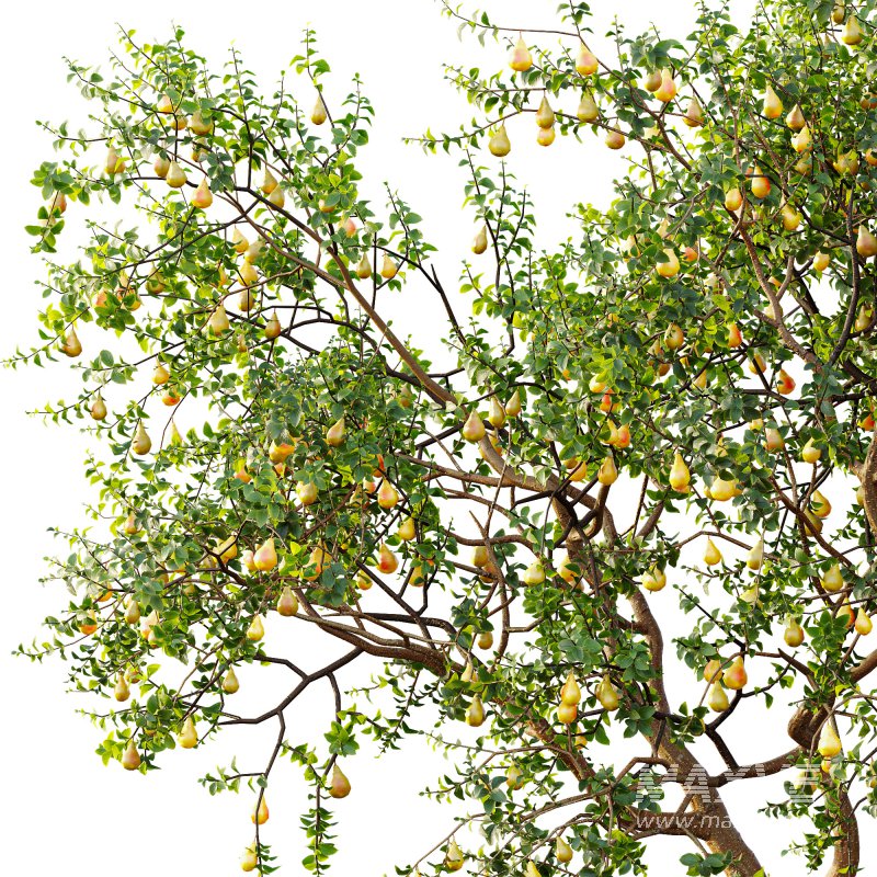 AV Fruit Trees Prunus Salicina Plum Pflaume and Pear Pyrus Communis - Image 4