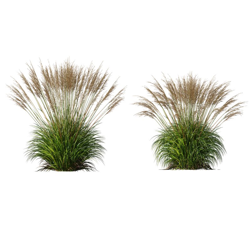 ntal species native to the moorlands and meadows of Europe. - Image 2