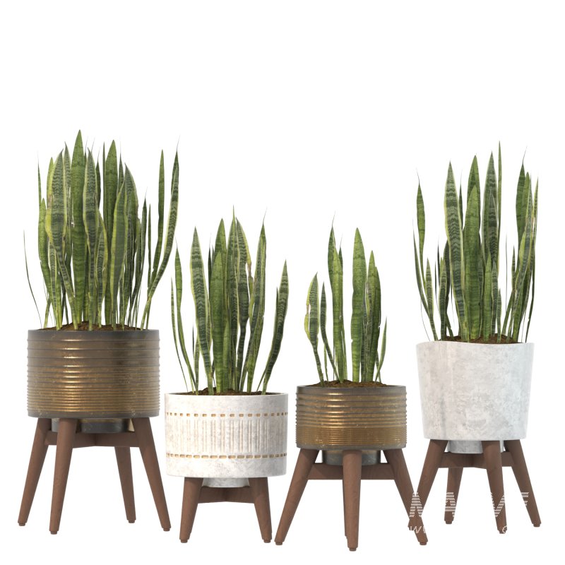 Sansevieria Plant Set - Image 5
