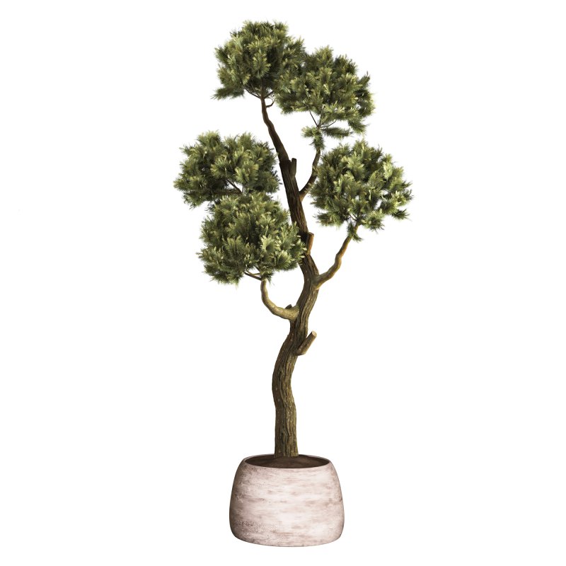 Topiary Ball in Pot Collection 012 - Image 2