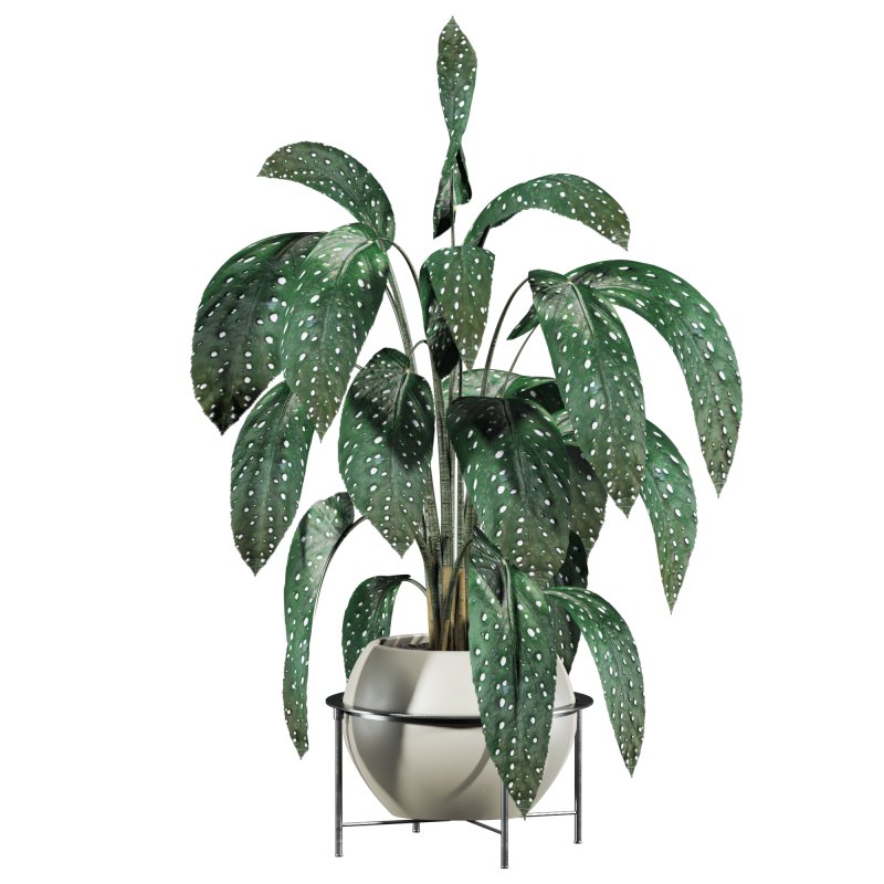 Potted plant - Image 1