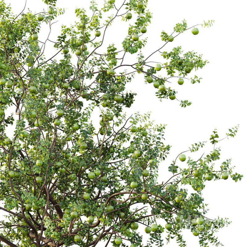 AV Fruit Trees Diospyros Kaki Persimmon and Malus Pumila Apple Green - Image 5