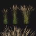Calamagrostis acutiflora_01 - Thumbnail 1