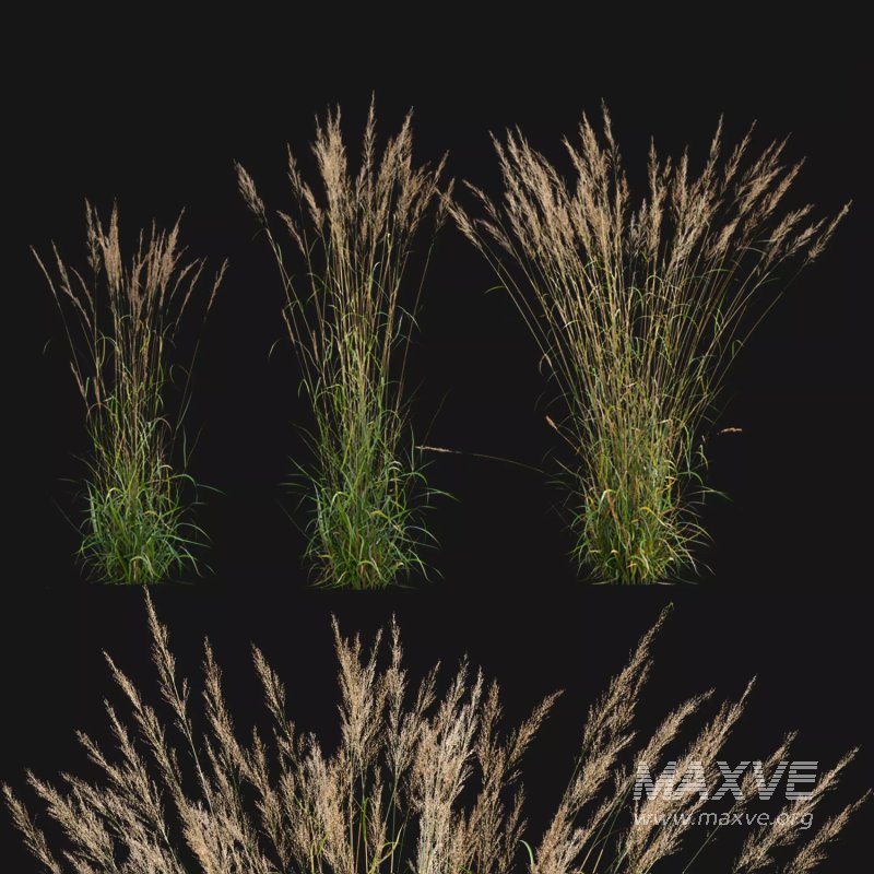 Calamagrostis acutiflora_01 - Image 1