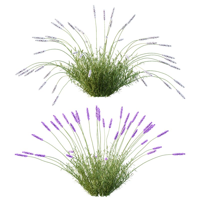 plant Grass Flower Lavandula pedunculata 01 - Image 5