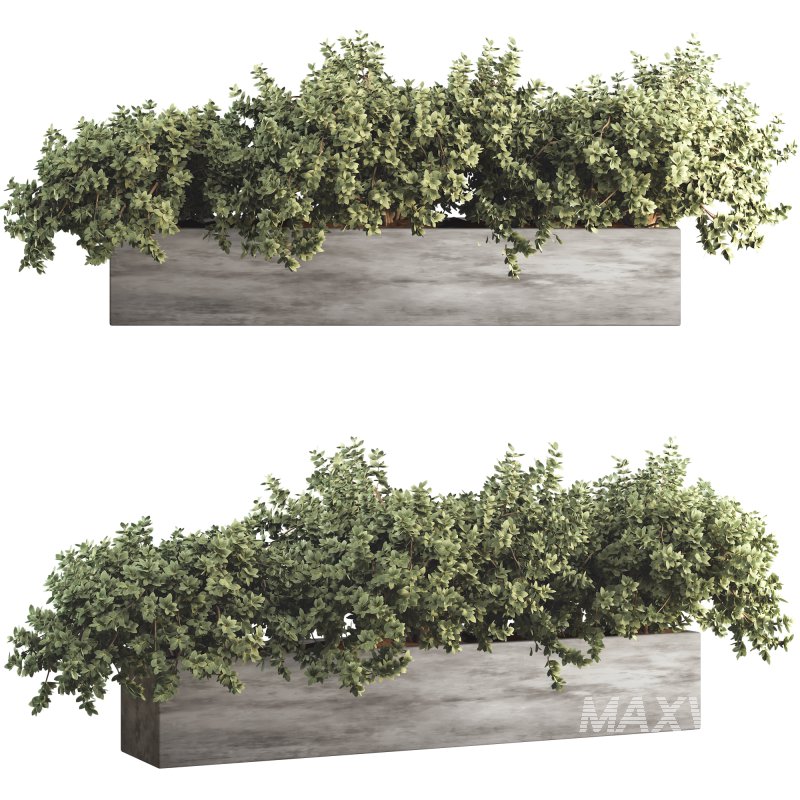 Outdoor Bush Collection in Pot 011 - Image 1