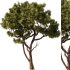 Pine tree Set35 - Thumbnail 3