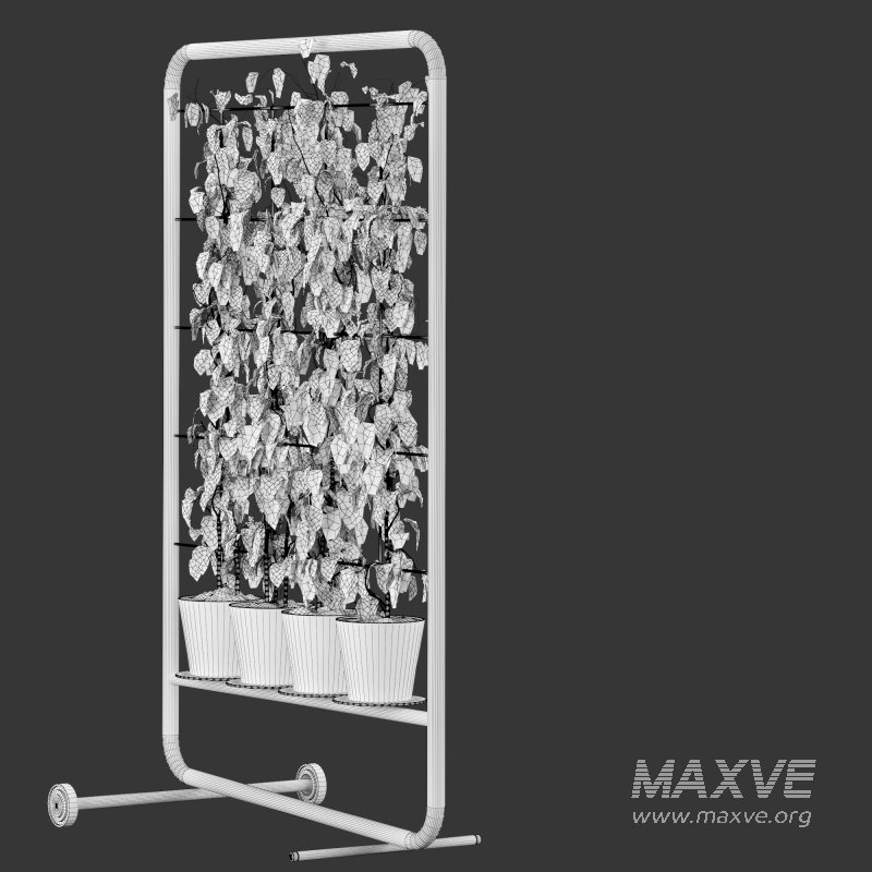 pathos plant - Image 4