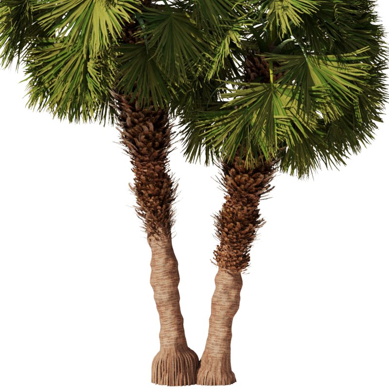 Palm tree Set33 - Image 5