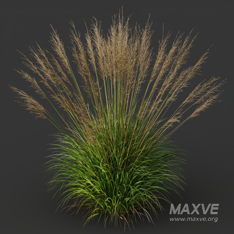 ntal species native to the moorlands and meadows of Europe. - Image 8