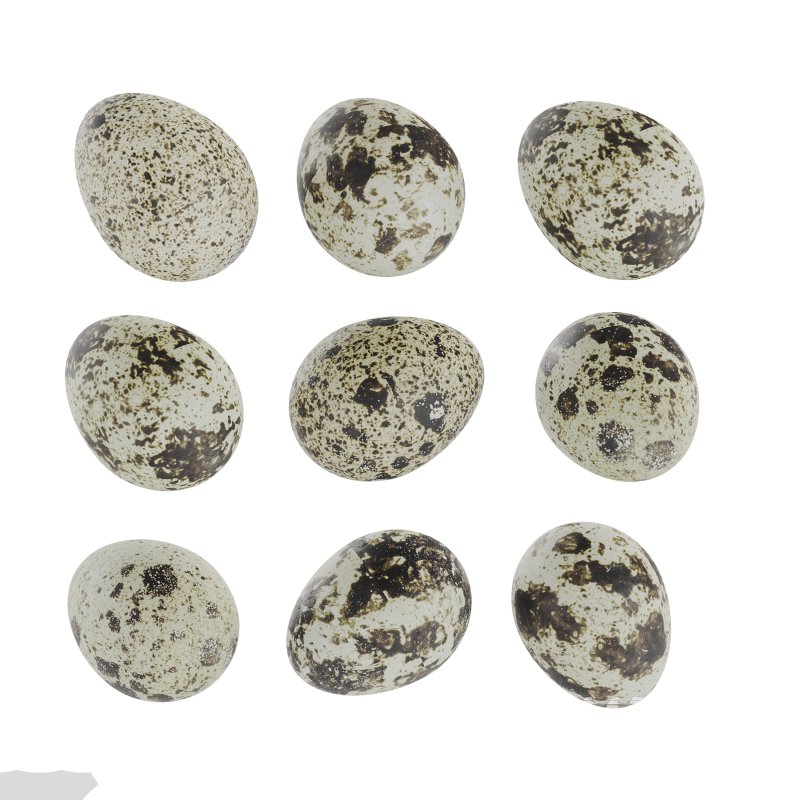 Qauil eggs - Image 2