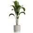 AV Indoor Plants Set 289 Fruit Orange Tree and Areca Palm and Banana Nicolai and Olive - Thumbnail 6